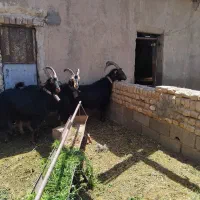 بز دوبر نربز