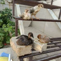 جوجه محلی 5تا