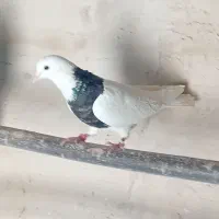 کبوتر طوقی