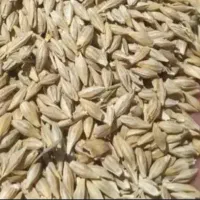 جو دانه درشت آب خورده محلی