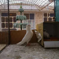 نرماده سفید چشم زرد
