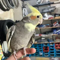 عروس هلندی پنج ماهه