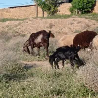 بز وارداتی کامارویی 3قلو