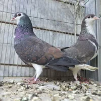 دمگیر زره مخملی سنجابی ذاتی