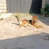 سگ ژرمن نر