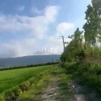 فروش-باغ-کیوی