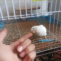 طوطی کوتوله خاص