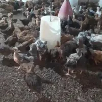 جوجه‌مرغ‌گلپایگانی|حیوانات مزرعه|آبسرد, |دیوار