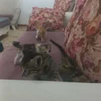 واگذاری بچه گربه خانگی