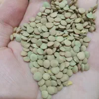 عدس روس تناژ 125