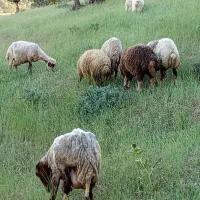 ۵ عدد گوسفند جوان با بره