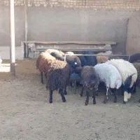بره چاق 30کیلو الا 40کیلو