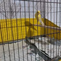 قناری|پرنده|زرندیه, |دیوار