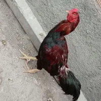 خروس لاری