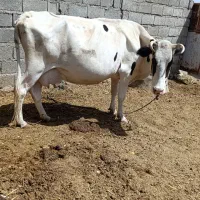 گاو|حیوانات مزرعه|بیرک, |دیوار