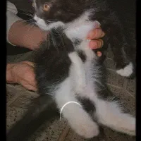 گربه سفید مشکی