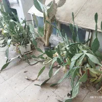 کاکتوس
