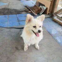 سگ پامر