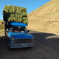 باربری