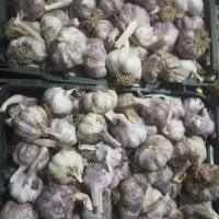 سیر همدان درشت خوب کیلو 120
