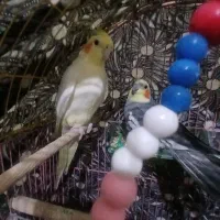 عروس هلندی نر و ماده