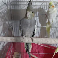 عروس هلندی دستی