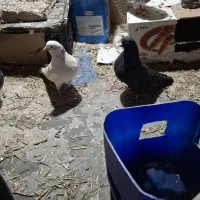 به شرط