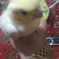 لوتینو نر دستی خوشمزه سخنگو