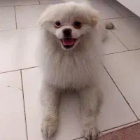 پامر خرسی با وسایل کامل نه میلیون