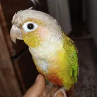 طوطی گرینچیک ماده رام و دستی