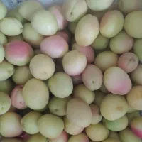 زردآلو محدودولوبیا سبز