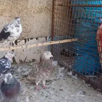 سرور|پرنده|پیشوا, |دیوار