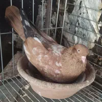 کله ای ، طوقی|پرنده|ایذه, |دیوار