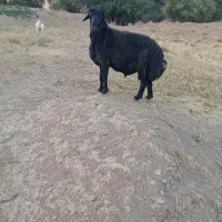 قوچ قزل