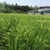 باکس مدل PS700 جعبه نشاء فروش عمده سینی نشا برنج