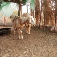 دوتاگوسفند