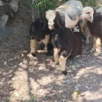 کاور چینی بختیاری با بره