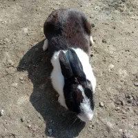 خرگوش بالغ ماده