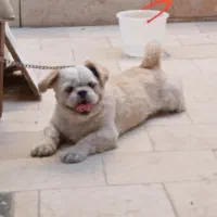 سگ پاکوتاه