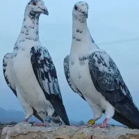 سوسکی کلاغدمی