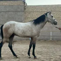 اسب پرشی ترکمن