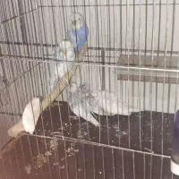 مرغ عشق پروانه ای با جوجه