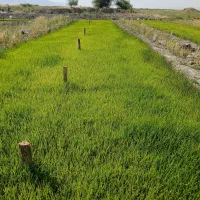 نشاعلی کاظمی درجه یک ۶۰۰هزار