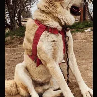 سگ خراسانی|سگ|همدان, |دیوار