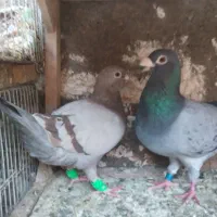 کفتر