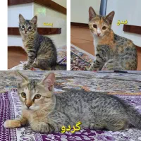واگذاری گربه خانگی
