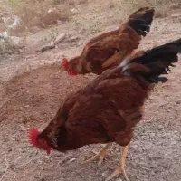 دو عدد خروس جوان و سرحال