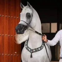 با سلام خرید وفروش اسب سواری
