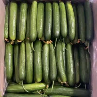 خیار فریمان