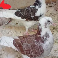 کبوتر